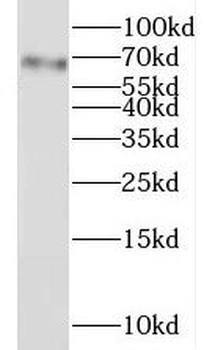 LGALS3BP Rabbit Polyclonal Antibody