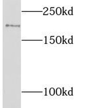LIFR Antibody