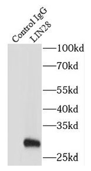 LIN28A Rabbit Polyclonal Antibody