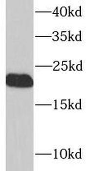 LITAF Antibody