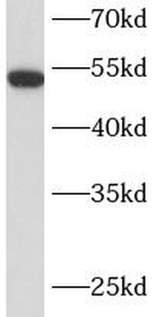 LMAN1 Rabbit Polyclonal Antibody