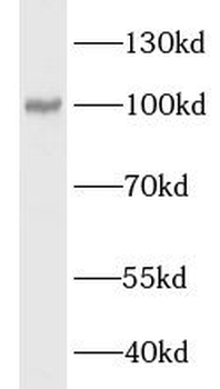 LONP1 Rabbit Polyclonal Antibody