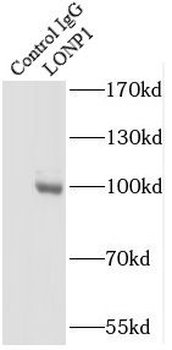 LONP1 Rabbit Polyclonal Antibody