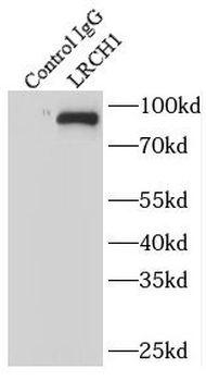 LRCH1 Antibody