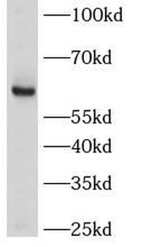 LRRTM2 Antibody