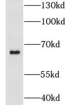 LSM14A Antibody