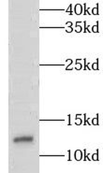 LSM7 Antibody