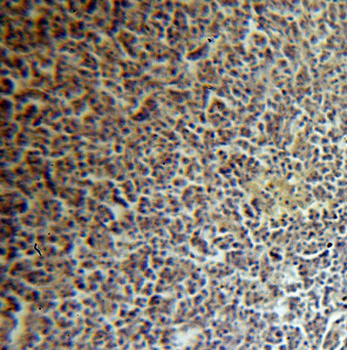 LSM7 Antibody