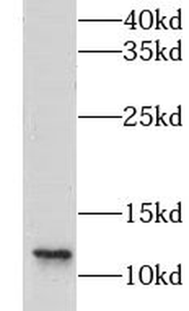 LSM8 Antibody