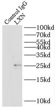 LXN Rabbit Polyclonal Antibody