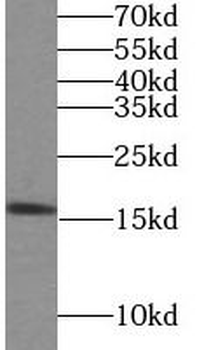 LYZL4 Rabbit Polyclonal Antibody