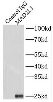 MAD2L1 Rabbit Polyclonal Antibody