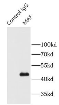 MAF Antibody