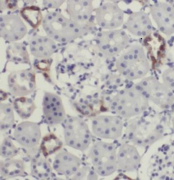 MAF Antibody