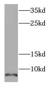 SCGB2A2 Antibody