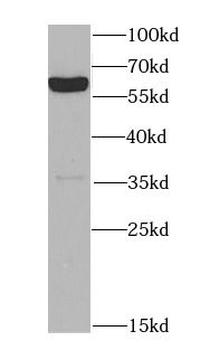 MAOA Antibody