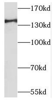MAP4K4 Rabbit Polyclonal Antibody