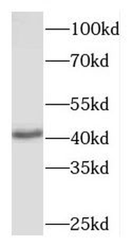 MAPK12 Antibody