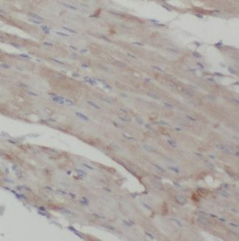 MAPK12 Antibody