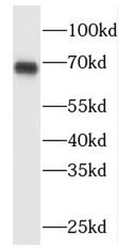 MAPK4 Antibody