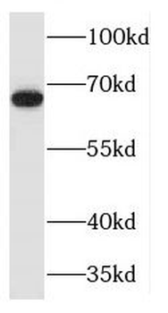 MAPKAP1 Rabbit Polyclonal Antibody