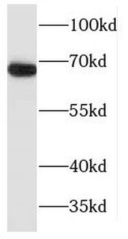 MAPKAP1 Rabbit Polyclonal Antibody
