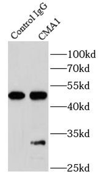 CMA1 Rabbit Polyclonal Antibody