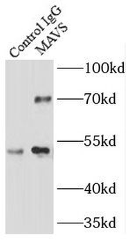 MAVS Rabbit Polyclonal Antibody