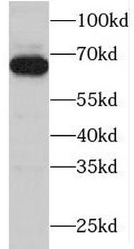 MBD4 Antibody