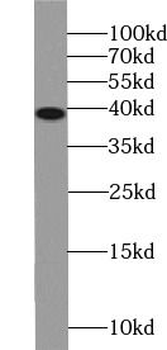 MCL1 Antibody