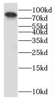 MCM5 Rabbit Polyclonal Antibody