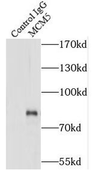 MCM5 Rabbit Polyclonal Antibody