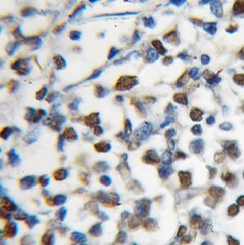 MCM5 Rabbit Polyclonal Antibody