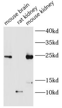 CCL2 Antibody