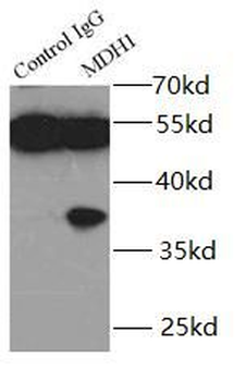 MDH1 Antibody