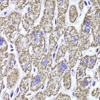 MDH2 Antibody