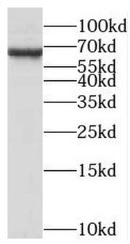 MED26 Antibody