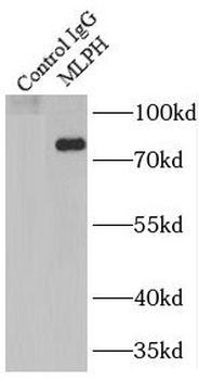 MLPH Rabbit Polyclonal Antibody