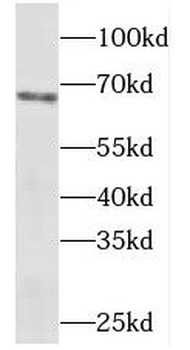 METAP2 Antibody