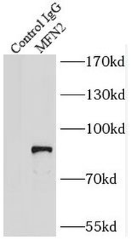 MFN2 Antibody
