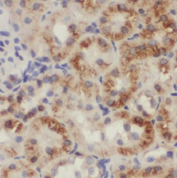 MGME1 Rabbit Polyclonal Antibody