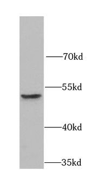 MICA Antibody