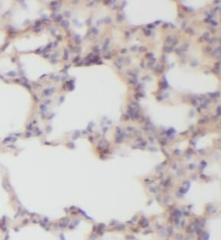 MICAL1 Antibody
