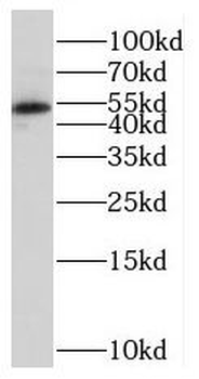 MIER2 Rabbit Polyclonal Antibody