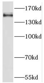 MINK1 Antibody