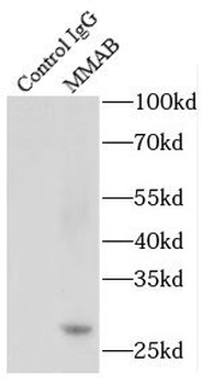 MMAB Rabbit Polyclonal Antibody