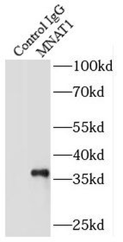 MNAT1 Antibody