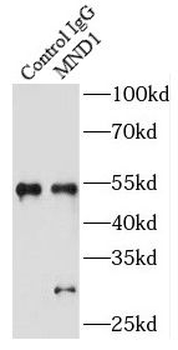 MND1 Rabbit Polyclonal Antibody