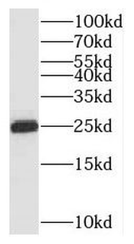 MOB1A Rabbit Polyclonal Antibody