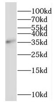 MORF4L1 Rabbit Polyclonal Antibody